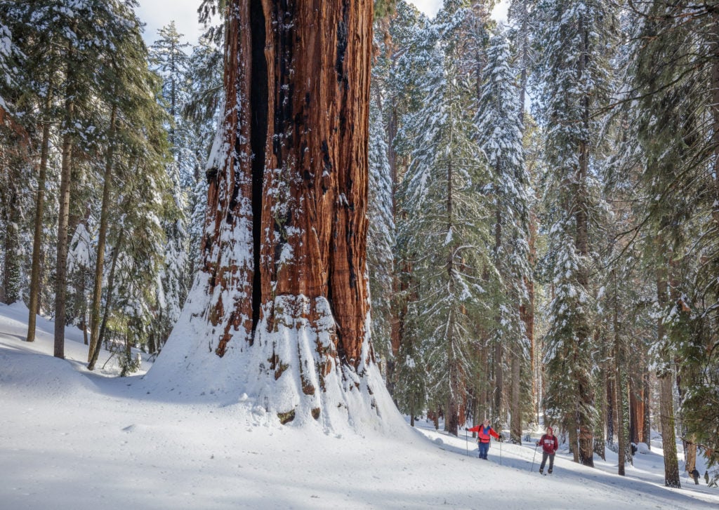 People standing next to giant Sequoia tree