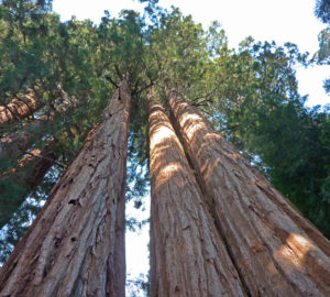 Giant sequoia trees