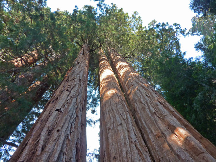 Giant sequoia trees