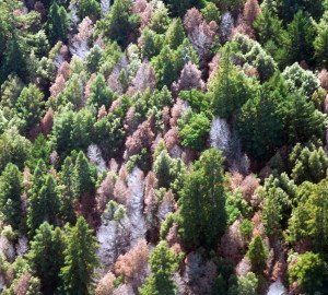 : It’s easy to see how tanoak mortality from sudden oak death can have effects on the whole forest community. This photo was taken in Marin County, CA. Image by the USFS Region 5, Flickr Creative Commons.