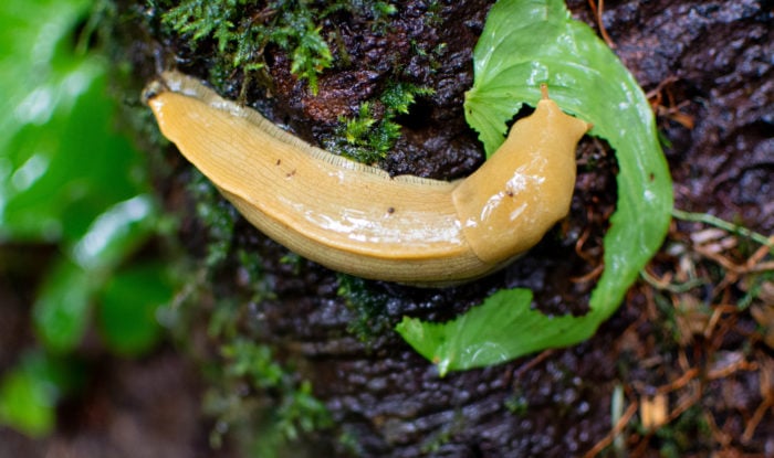Closeup of a yellow banana slug