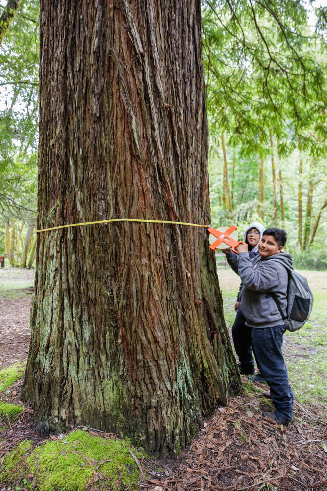 Student measuring the circumference of a redwoods tree
