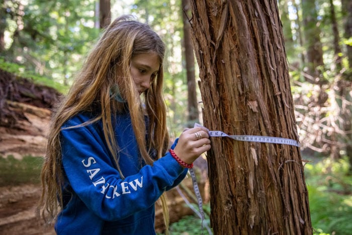 child measuring tree trunk