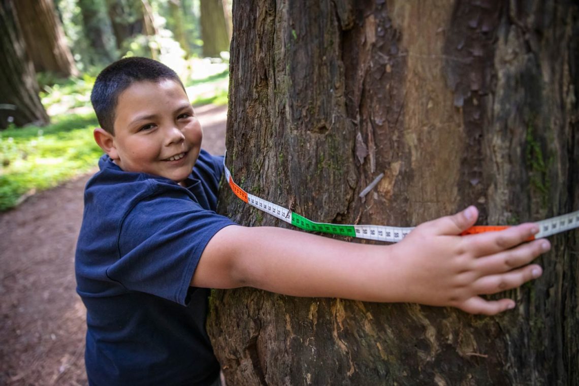 Humboldt County fourth grader measures a coast redwood in Humboldt Redwoods State Park Photo by Max Forster, @maxforsterphotography