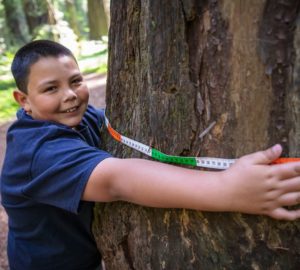 Humboldt County fourth grader measures a coast redwood in Humboldt Redwoods State Park Photo by Max Forster, @maxforsterphotography