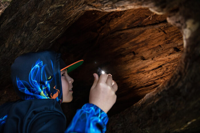 A young child wearing a colorful hoodie and cap is exploring the inside of a hollow tree trunk using a flashlight.