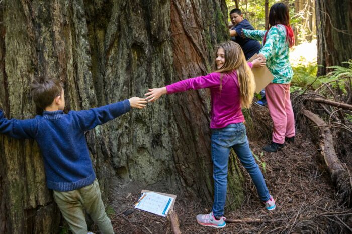 Children links arms around the base of a large redwood tree