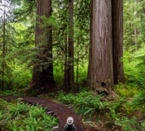 Grove of Titans trail project completed