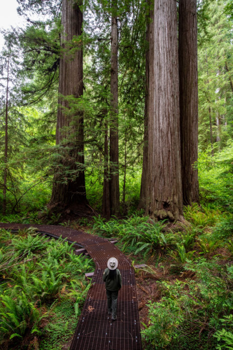 Grove of Titans walkway around the giant, 2021