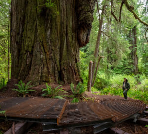 Grove of Titans walkway around the giant, 2021