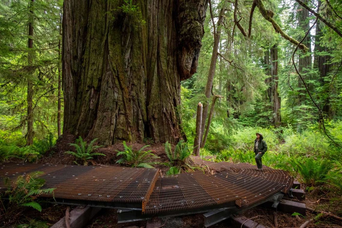 Grove of Titans walkway around the giant, 2021