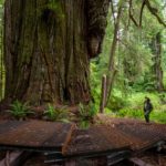 Grove of Titans walkway around the giant, 2021