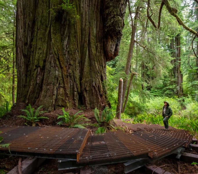 Grove of Titans Trail Reconstruction Project, August 2021. Photo by Max Forster, @maxforsterphotography.