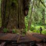 Grove of Titans Trail Reconstruction Project, August 2021. Photo by Max Forster, @maxforsterphotography.