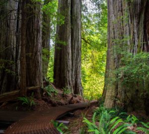 Join us for Take Me to the Trees: A Redwoods Celebration