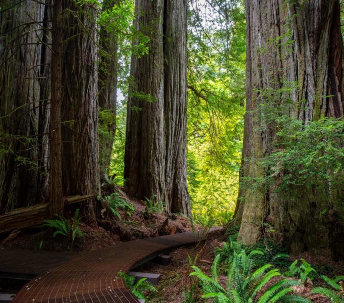 Grove of Titans Trail Reconstruction Project, August 2021. Photo by Max Forster, @maxforsterphotography.