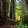 Grove of Titans Trail Reconstruction Project, August 2021. Photo by Max Forster, @maxforsterphotography.