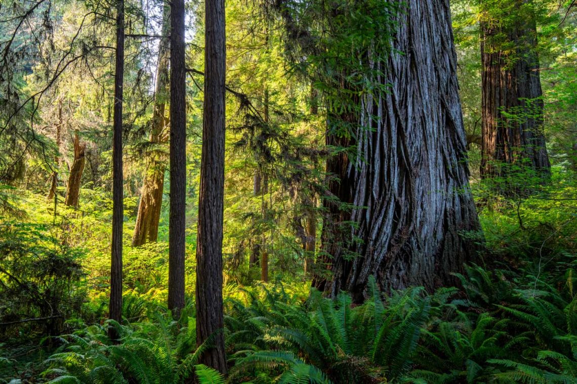 Grove of Titans trail reconstruction, 2021