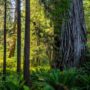 Grove of Titans Trail Reconstruction Project, August 2021. Photo by Max Forster, @maxforsterphotography.