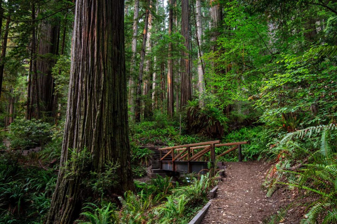 Grove of Titans trail reconstruction, 2021