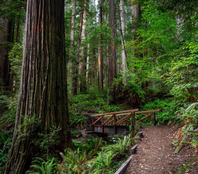 Grove of Titans Trail Reconstruction Project, August 2021. Photo by Max Forster, @maxforsterphotography.
