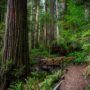 Grove of Titans Trail Reconstruction Project, August 2021. Photo by Max Forster, @maxforsterphotography.