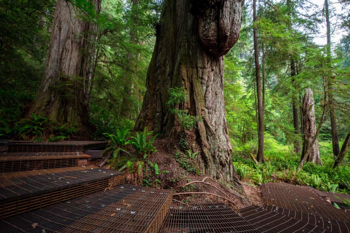 Grove of Titans walkway around the giant, 2021