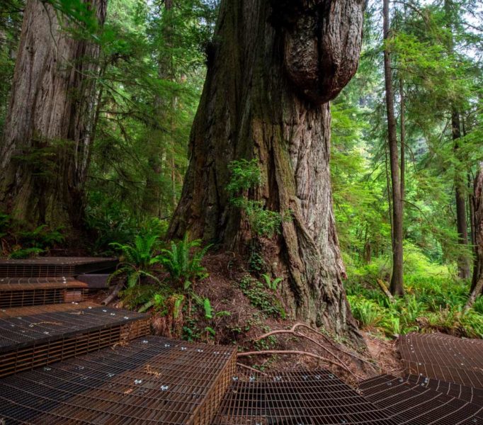 Grove of Titans Trail Reconstruction Project, August 2021. Photo by Max Forster, @maxforsterphotography.