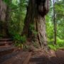 Grove of Titans Trail Reconstruction Project, August 2021. Photo by Max Forster, @maxforsterphotography.