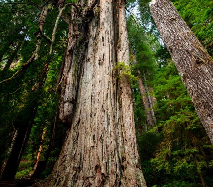 Grove of Titans Trail Reconstruction Project, August 2021. Photo by Max Forster, @maxforsterphotography.