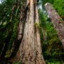 Grove of Titans Trail Reconstruction Project, August 2021. Photo by Max Forster, @maxforsterphotography.