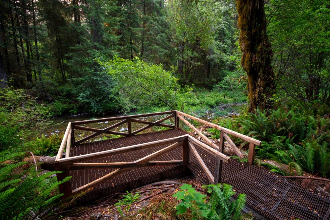 Grove of Titans, Mill Creek Overlook in 2021