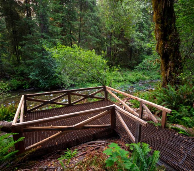 Grove of Titans Trail Reconstruction Project, August 2021. Photo by Max Forster, @maxforsterphotography.