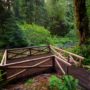 Grove of Titans Trail Reconstruction Project, August 2021. Photo by Max Forster, @maxforsterphotography.