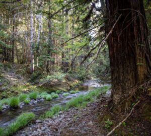 Weger Ranch contains the headwaters of seven tributary streams, all of which drain into Big River, a critical coastal watershed for imperiled salmonid species. Photo by Max Forster (@maxforsterphotography) for Save the Redwoods League.