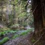 Weger Ranch contains the headwaters of seven tributary streams, all of which drain into Big River, a critical coastal watershed for imperiled salmonid species. Photo by Max Forster (@maxforsterphotography) for Save the Redwoods League.