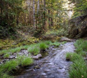 Weger Ranch contains the headwaters of seven tributary streams, all of which drain into Big River, a critical coastal watershed for imperiled salmonid species. Photo by Max Forster (@maxforsterphotography) for Save the Redwoods League.