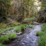 Weger Ranch contains the headwaters of seven tributary streams, all of which drain into Big River, a critical coastal watershed for imperiled salmonid species. Photo by Max Forster (@maxforsterphotography) for Save the Redwoods League.