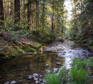 Weger Ranch contains the headwaters of seven tributary streams, all of which drain into Big River, a critical coastal watershed for imperiled salmonid species. Photo by Max Forster (@maxforsterphotography) for Save the Redwoods League.