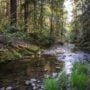 Weger Ranch contains the headwaters of seven tributary streams, all of which drain into Big River, a critical coastal watershed for imperiled salmonid species. Photo by Max Forster (@maxforsterphotography) for Save the Redwoods League.
