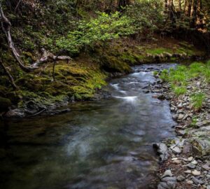 Weger Ranch contains the headwaters of seven tributary streams, all of which drain into Big River, a critical coastal watershed for imperiled salmonid species. Photo by Max Forster (@maxforsterphotography) for Save the Redwoods League.