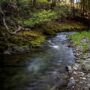 Weger Ranch contains the headwaters of seven tributary streams, all of which drain into Big River, a critical coastal watershed for imperiled salmonid species. Photo by Max Forster (@maxforsterphotography) for Save the Redwoods League.