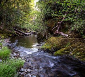 Weger Ranch contains the headwaters of seven tributary streams, all of which drain into Big River, a critical coastal watershed for imperiled salmonid species. Photo by Max Forster (@maxforsterphotography) for Save the Redwoods League.