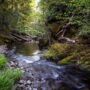 Weger Ranch contains the headwaters of seven tributary streams, all of which drain into Big River, a critical coastal watershed for imperiled salmonid species. Photo by Max Forster (@maxforsterphotography) for Save the Redwoods League.