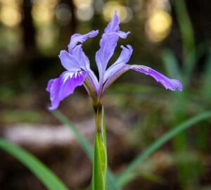 The League must raise $1 million in private philanthropy in order to complete the purchase of the $14 million conservation easement and protect Weger Ranch in perpetuity. Photo by Max Forster (@maxforsterphotography) for Save the Redwoods League.