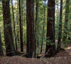 Weger Ranch contains a mix of coast redwood and Douglas-fir forest, with nearly 400 old-growth trees scattered throughout the property.  Photo by Max Forster (@maxforsterphotography) for Save the Redwoods League.