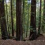 Weger Ranch contains a mix of coast redwood and Douglas-fir forest, with nearly 400 old-growth trees scattered throughout the property.  Photo by Max Forster (@maxforsterphotography) for Save the Redwoods League.