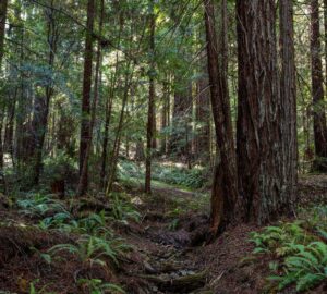 Weger Ranch contains a mix of coast redwood and Douglas-fir forest, with nearly 400 old-growth trees scattered throughout the property.  Photo by Max Forster (@maxforsterphotography) for Save the Redwoods League.