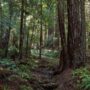 Weger Ranch contains a mix of coast redwood and Douglas-fir forest, with nearly 400 old-growth trees scattered throughout the property.  Photo by Max Forster (@maxforsterphotography) for Save the Redwoods League.