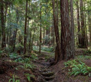 Save the Redwoods League has secured an opportunity to purchase a conservation easement on the 3,862-acre Weger Ranch. The League must raise $1 million in private philanthropy in order to complete the purchase of the $14 million conservation easement and protect the ranch in perpetuity. Photo by Max Forster (@maxforsterphotography) for Save the Redwoods League.